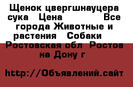 Щенок цвергшнауцера сука › Цена ­ 25 000 - Все города Животные и растения » Собаки   . Ростовская обл.,Ростов-на-Дону г.